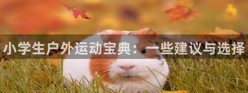 征途国际平台注册：小学生户外运动宝典：一些建议与选择